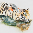 Schwimmender Tiger